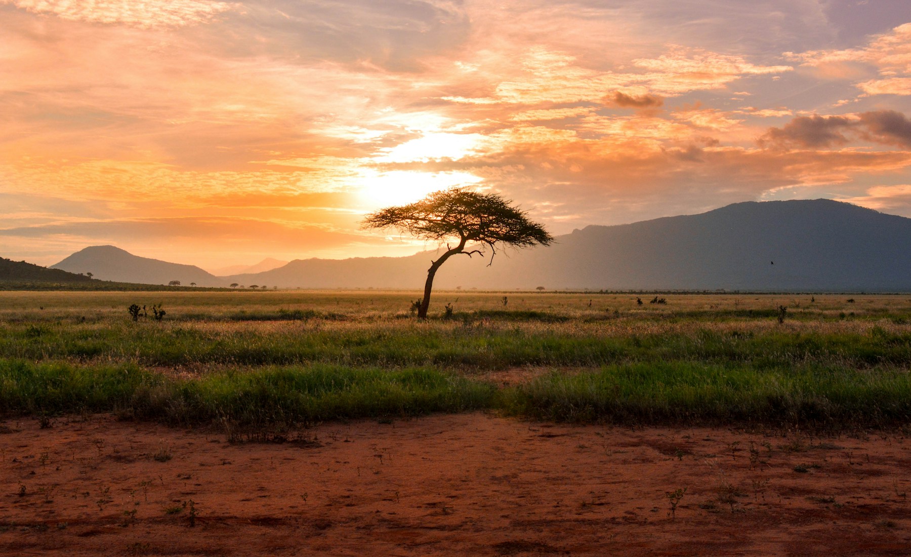 Golden hour landscape in Northern Kenya savannah with acacia trees