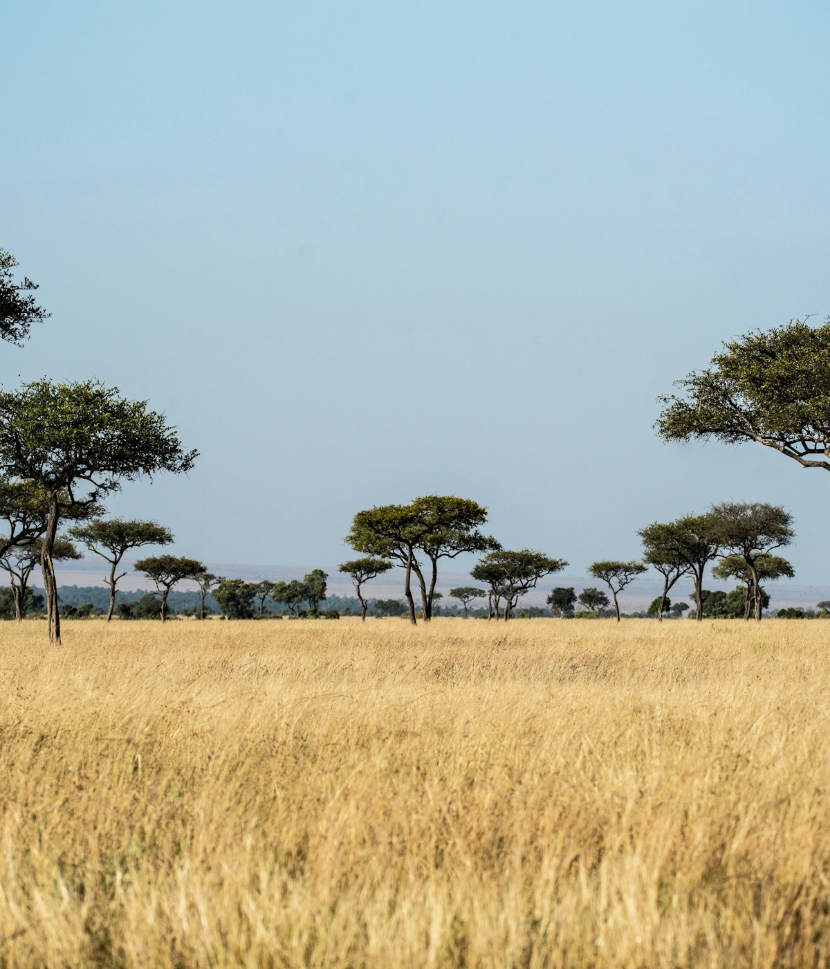 Acacia trees across the golden savanna of Northern Kenya